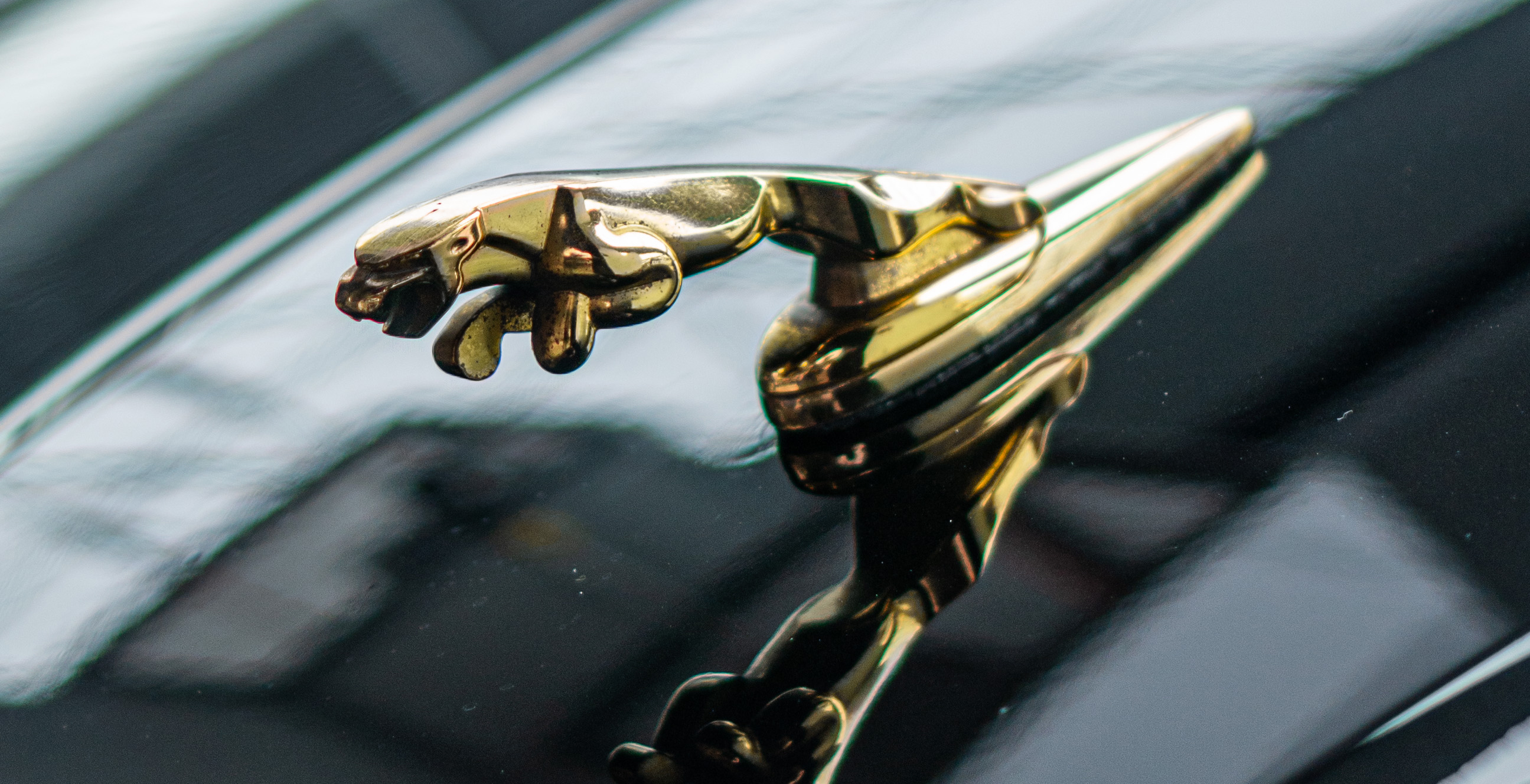 Company Branding Wrapeed